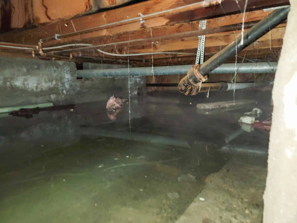 Best Water damage cleanup near me  in Welby, CO