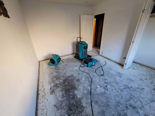 Best Mold removal after water damage  in Welby, CO