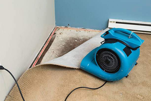 Best Flood damage cleanup  in Welby, CO